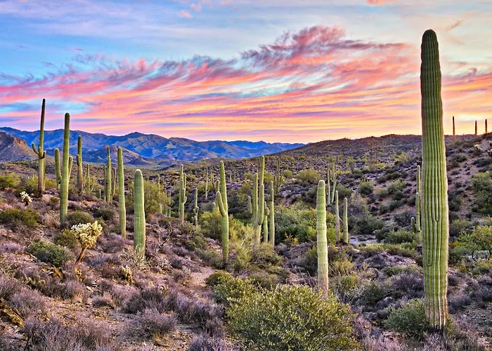 Summer Lovin * Phoenix